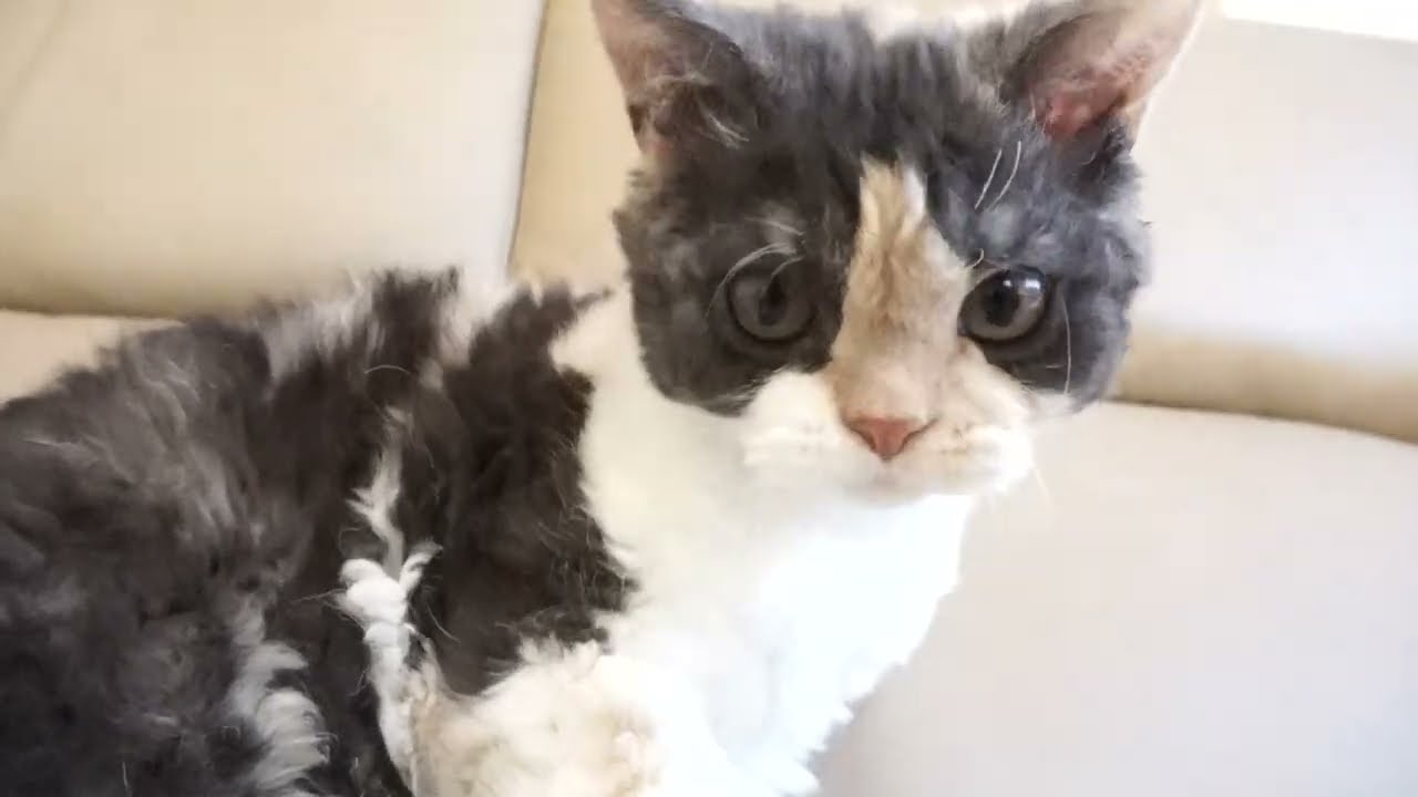 セルカークレックス子猫　2022.9.30産まれ 　ブラウンパッチドタビー＆ホワイト　女の子　シーダキャット猫のお店　Selkirk Rex