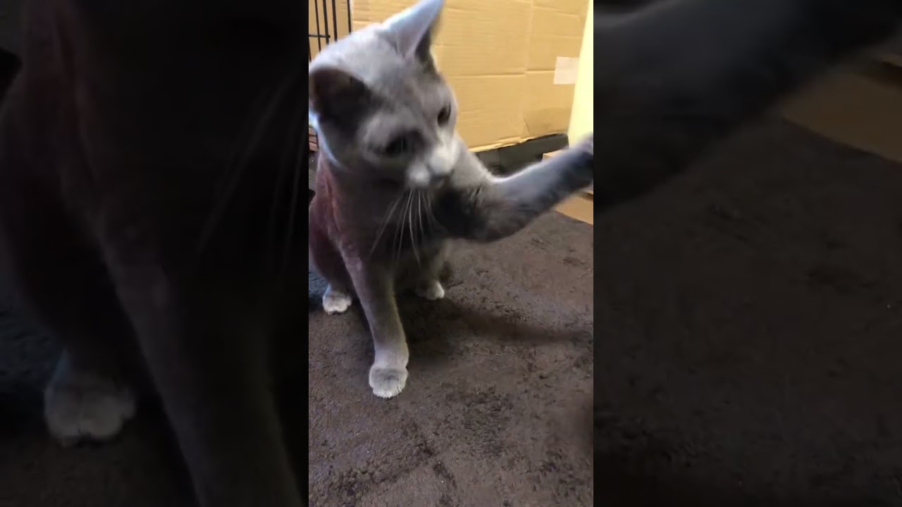 パンチの特訓ネコ【ロシアンブルー】#cat #russianbluecats #かわいい猫 #ねこ