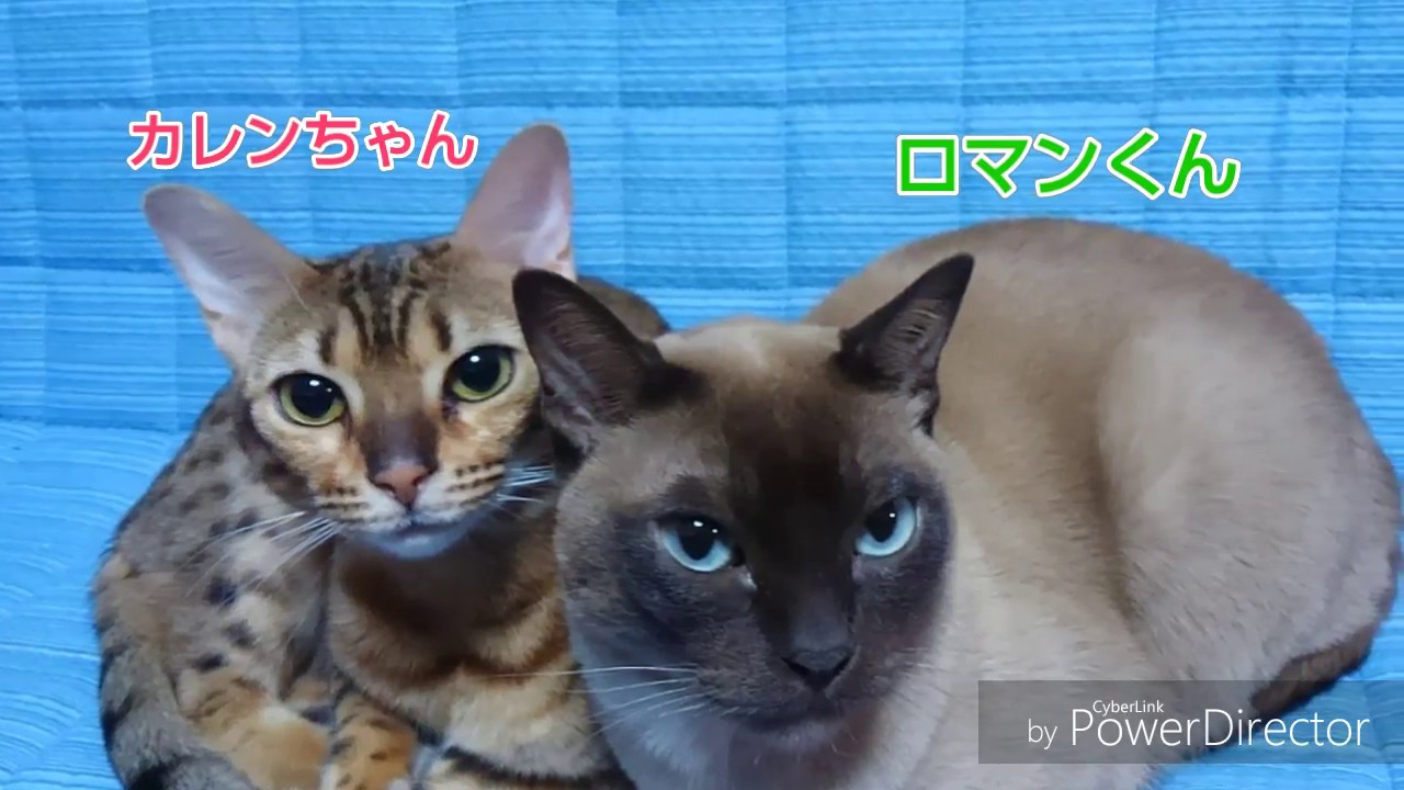 ベンガルとトンキニーズの癒され動画