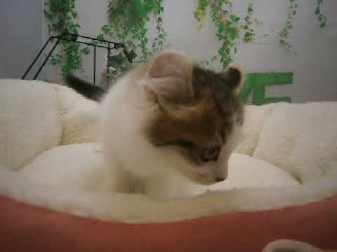 614949 アメリカンカール