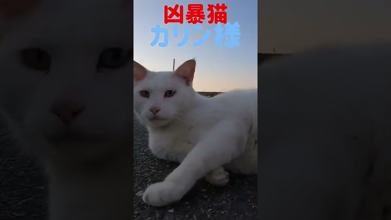 あの凶暴猫のカリン様が蹴り蹴りからの唸り声 Ferocious cat #shorts