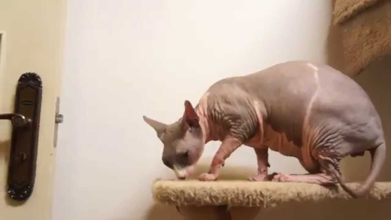 毛の無い猫「スフィンクス」のじじちゃん