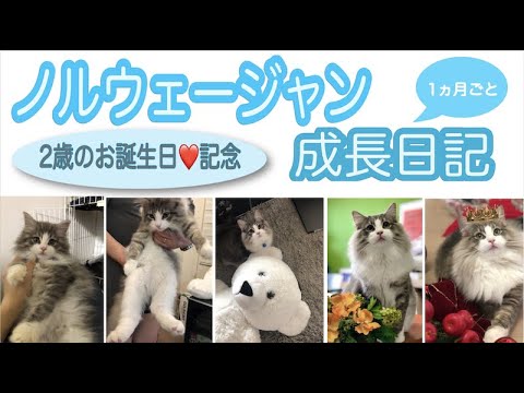 【成長記録】生後２ヶ月のもふ猫が２歳になるまで🐾＃ノルウェージャンフォレストキャット