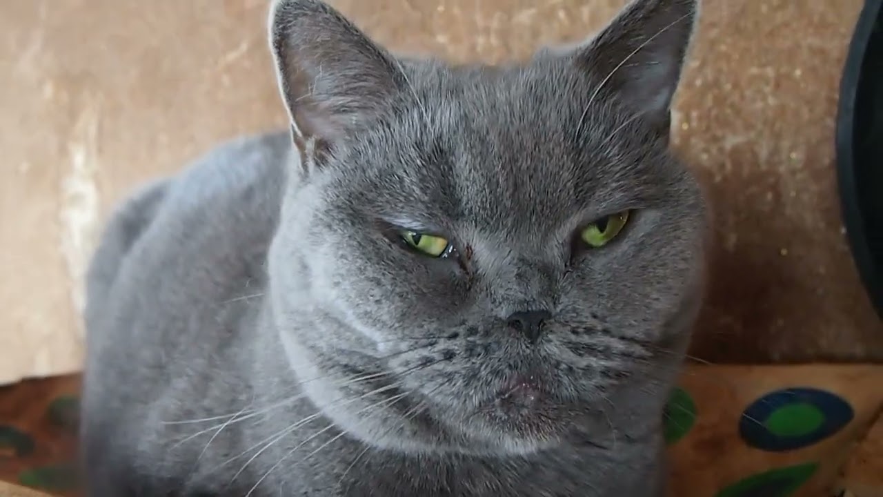 Dominique,the Selkirk Rex セルカークレックスのドミニク