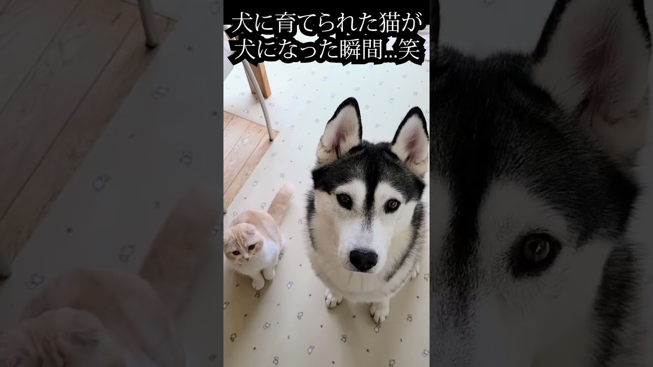 犬に育てられた猫が犬になった瞬間がこちら...#shorts