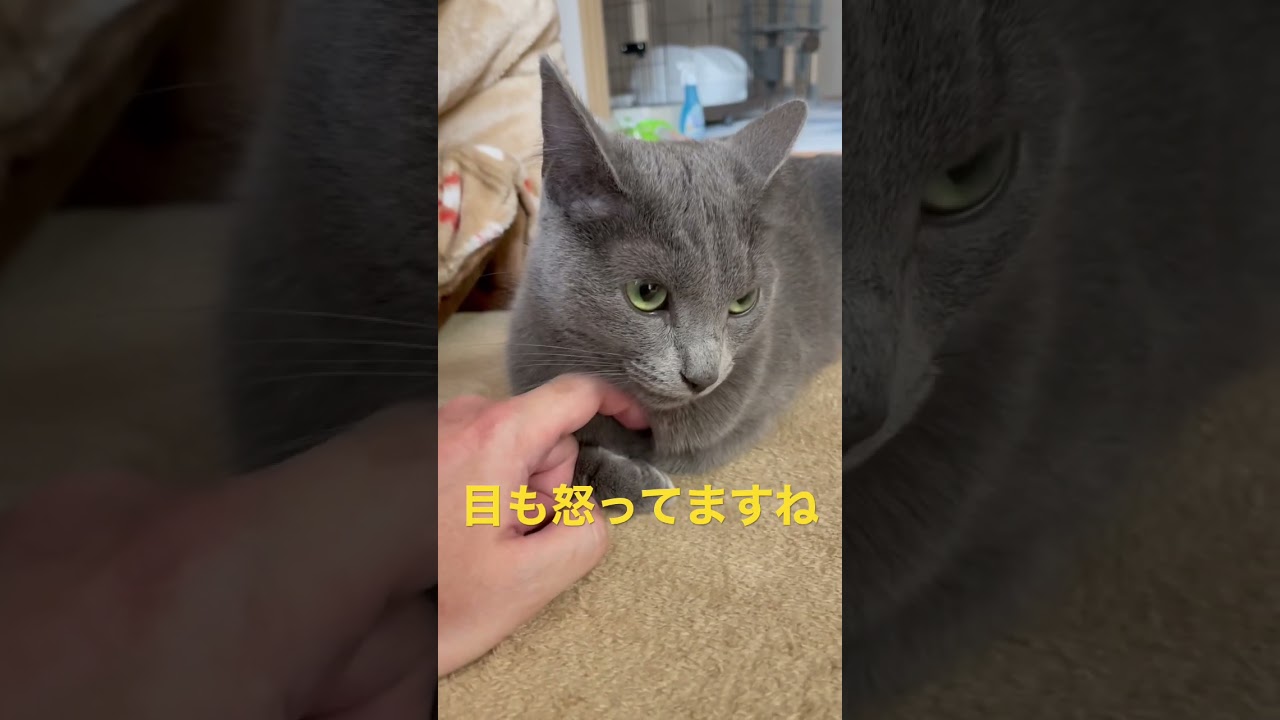 パパは絶対に許さない！な猫（ロシアンブルー）#shorts