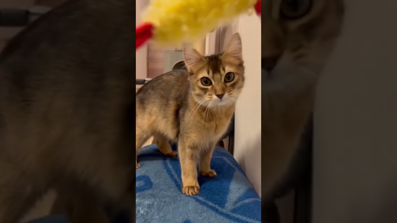 #ソマリ #癒し猫動画  #しっぽ吸い