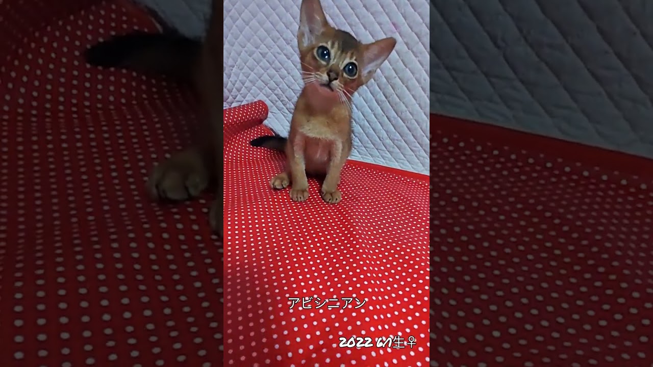 #キョロキョロ#アビシニアン