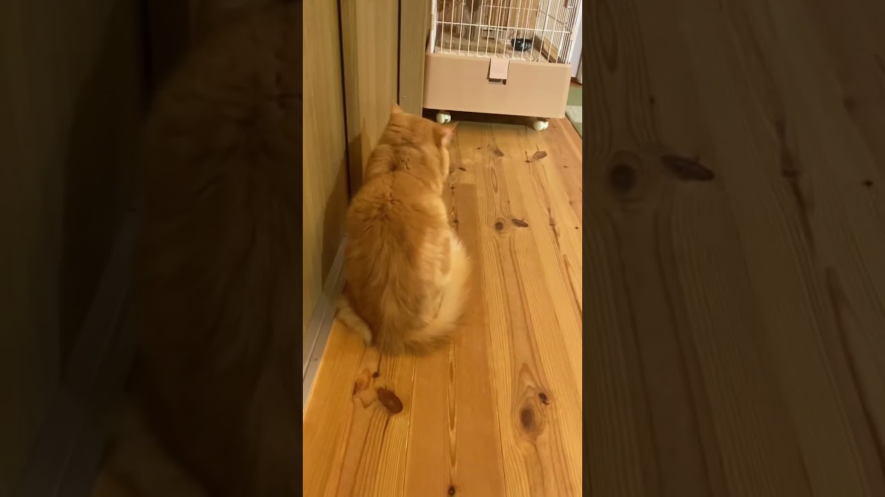 Gがいる先を見つめる猫#shorts #cat #猫 #ラガマフィン