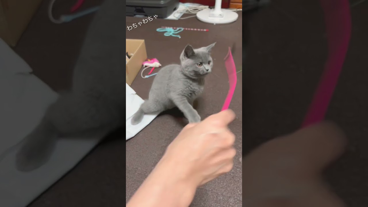 子猫のわちゃわちゃ👻#ブリティッシュショートヘア #子猫#ブリティッシュショートヘアー