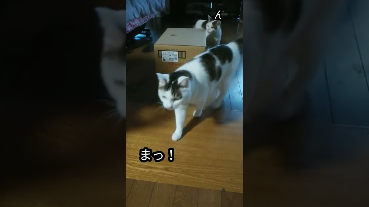 cat のんきな猫 #shorts #猫