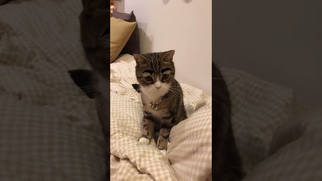 太眉毛が似合い過ぎ #shorts #猫 #なっつ #スコティッシュフォールド