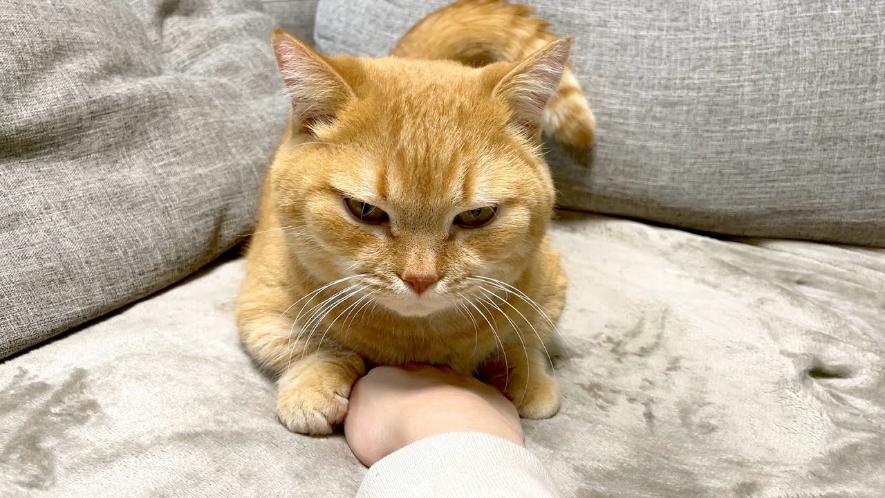 ハンドウォーマーにされた猫