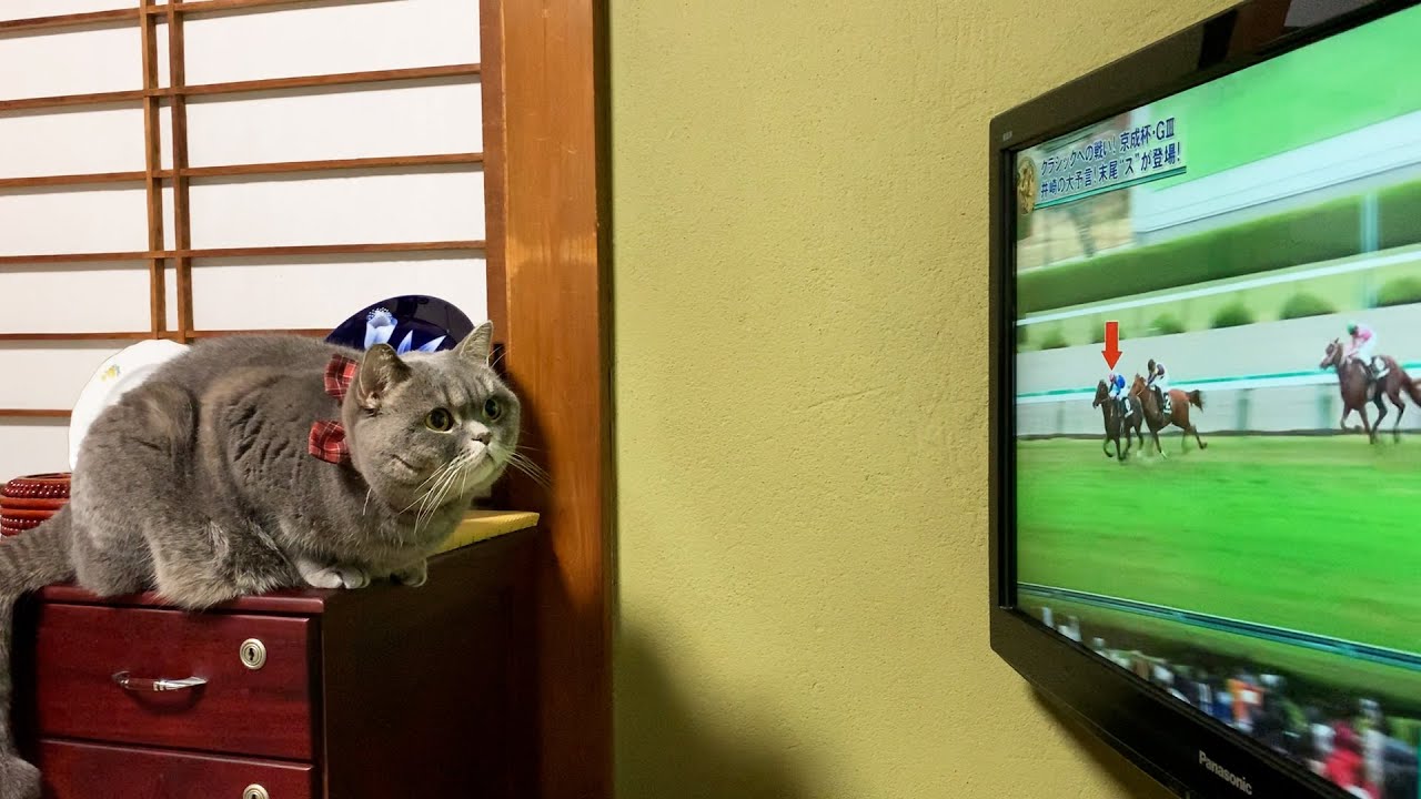 ぽっちゃり猫、競馬にハマる【スコティッシュフォールド】