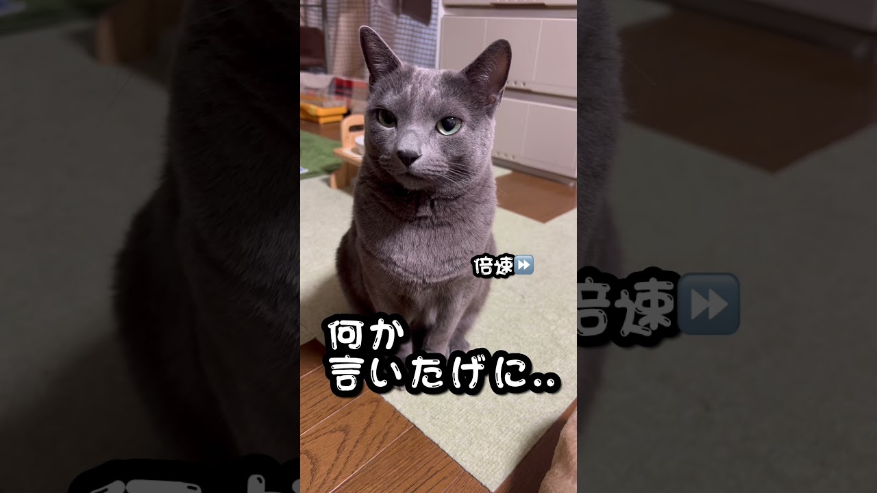 【ロシアンブルー】めろん、ちょこんと座ってただただ見つめてきます😌【猫】#shorts