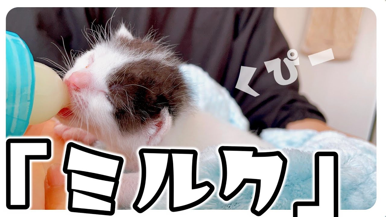 【子猫のミルク】哺乳瓶で一生懸命飲んでる姿がかわいすぎる【保護猫生活4日目】