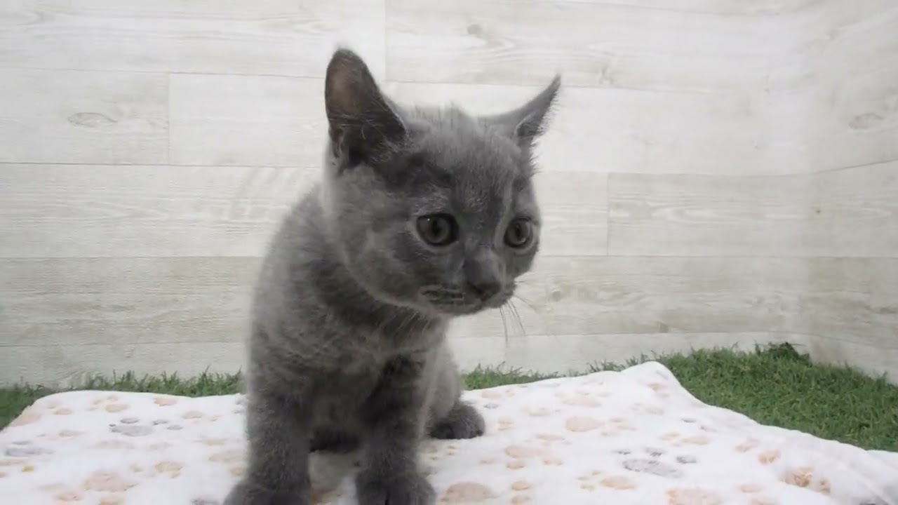 00611875 ブリティッシュショートヘアー