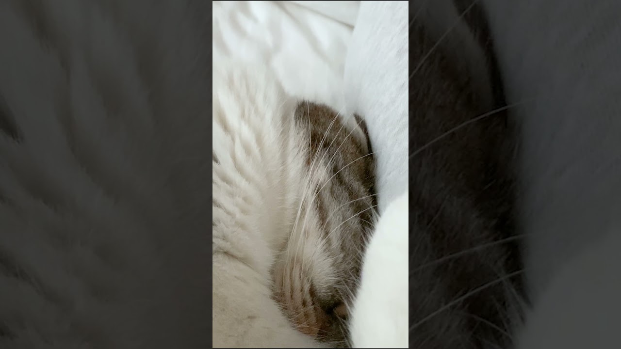 猫のいびき  #Shorts［スコティッシュフォールド］