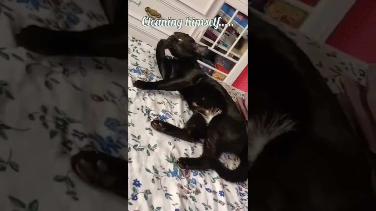 #black #cat #most #beautiful #brown cat #cute #animal #animallover #latest #viral #reels