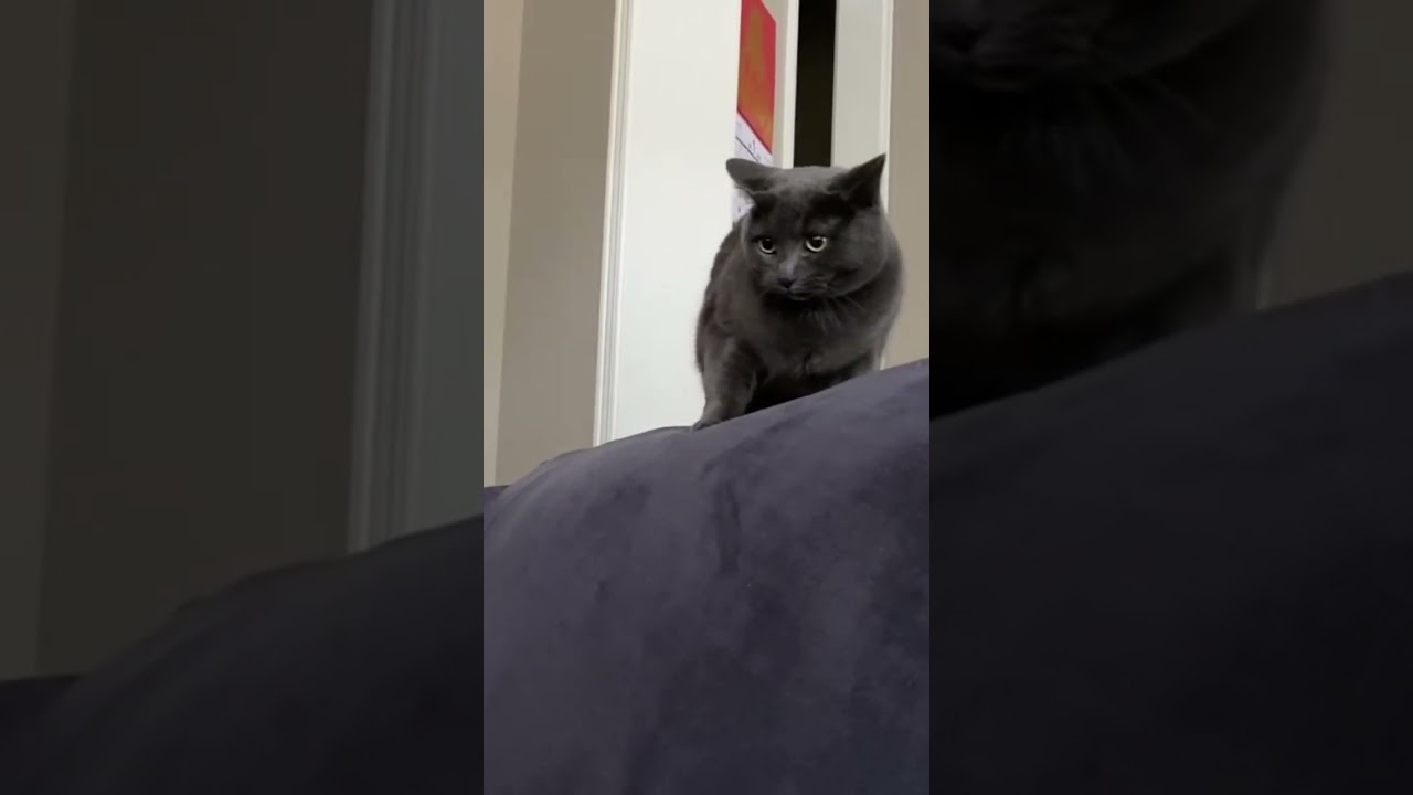 Korat cat and Toy Poodle are at it again