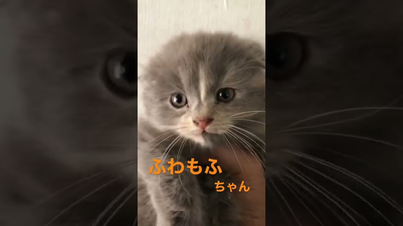 スコティッシュフォールドの赤ちゃん