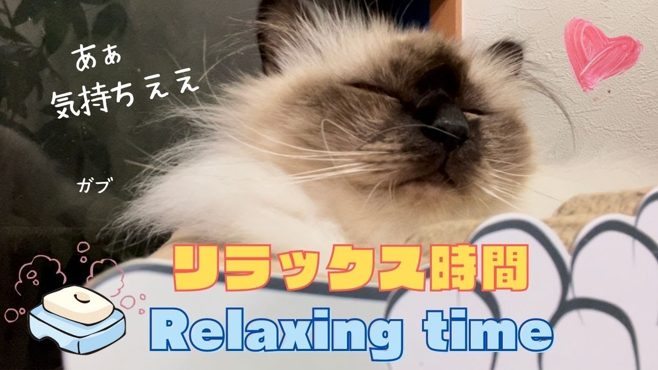 幸福度が上がる【リラックス時間】Relaxing time（バーマン猫）Birman/Cat