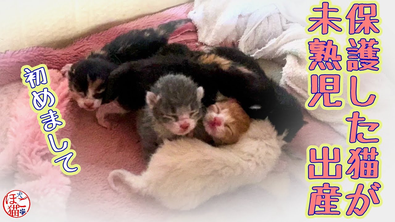 【保護猫　子猫　出産】初めまして！　保護した母猫が出産しました