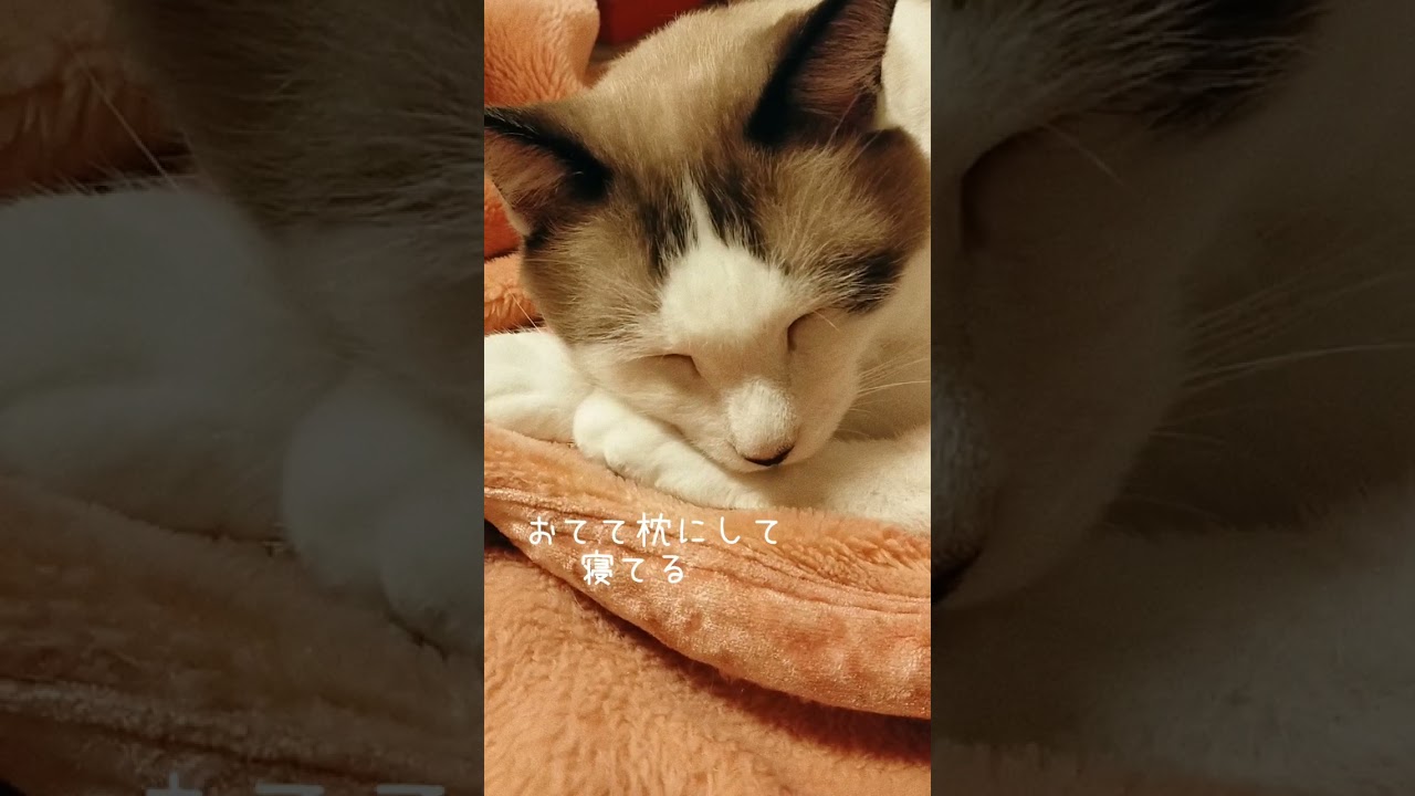 【ねこあるある】体やわらかいね、天ちゃん #シャム猫 #shorts