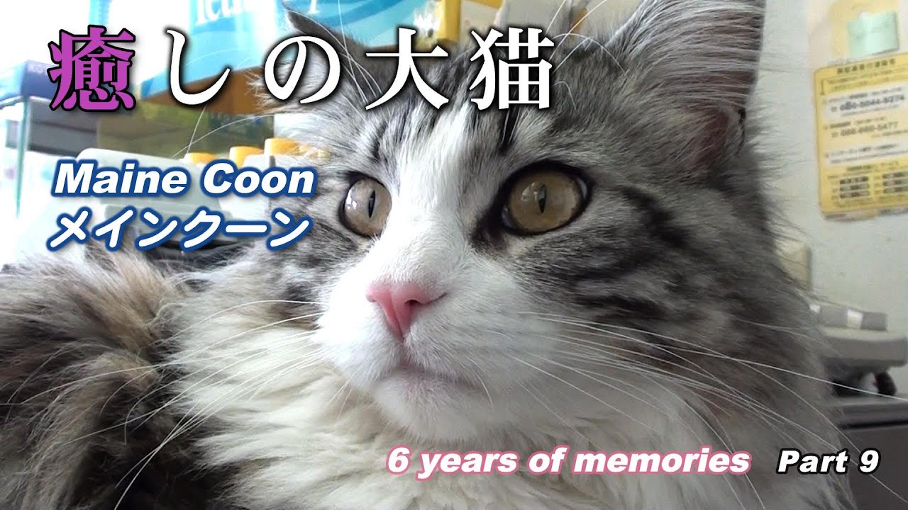 癒しの大猫　メインクーン (Maine Coon)　6 years of memories　Part 9