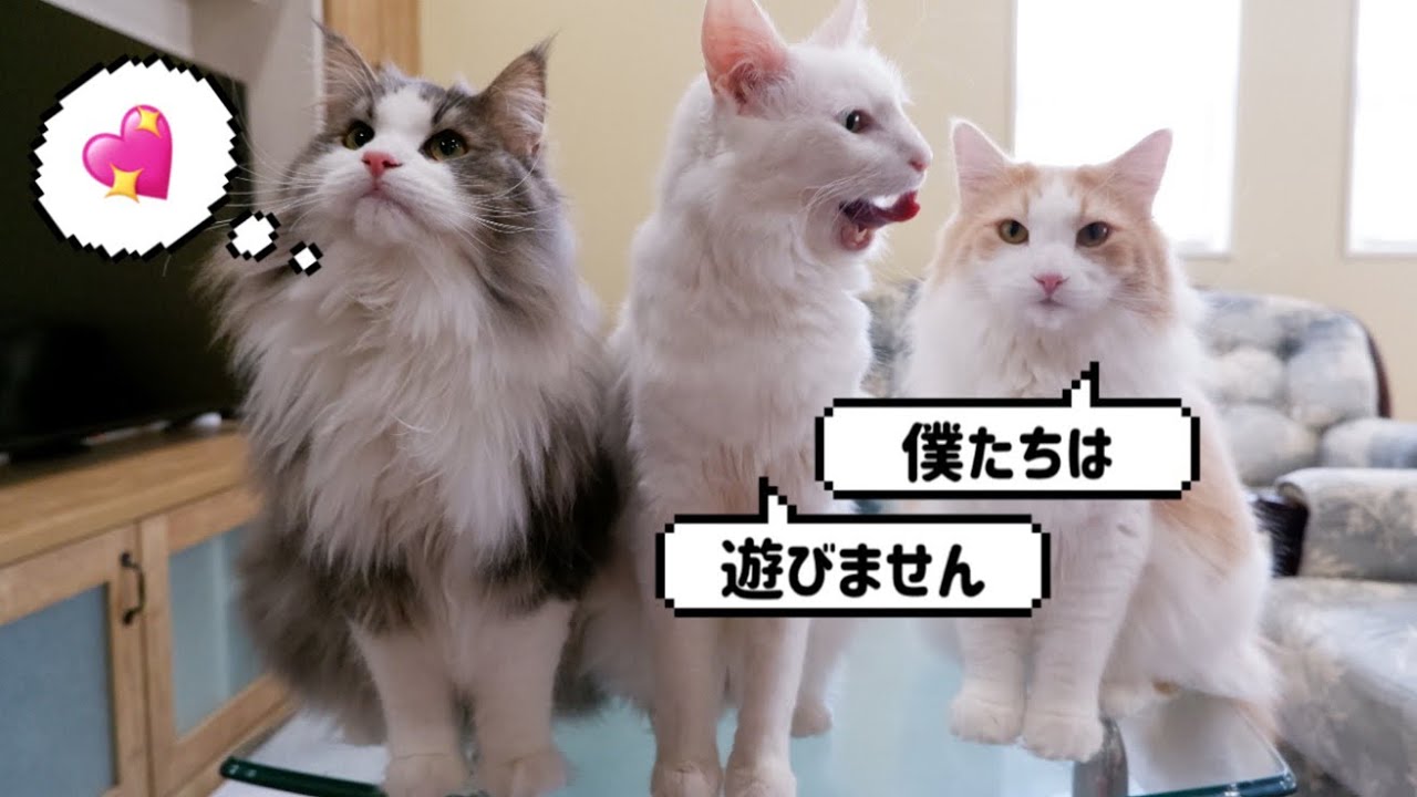 【ねずみさん】おもちゃで遊ばない大猫たち…wターキッシュアンゴラとノルウェージャンフォレストキャット❤️