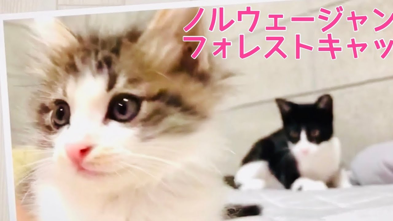 ノルウェージャンフォレストキャット（チビちゃんと雄太郎）　Baby cat