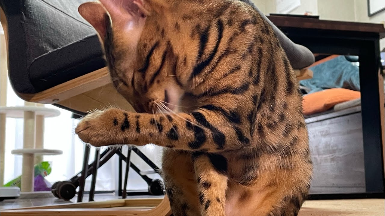 ウニさん食後の毛づくろい（グルーミング）ベンガル猫とアビシニアン Cat Hairy  #shorts