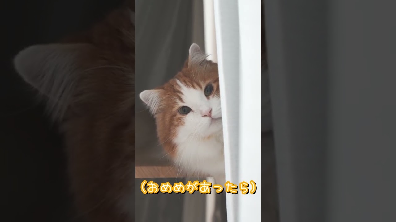 我が家のマンチカンが皆さんに言いたいことがあるみたいです