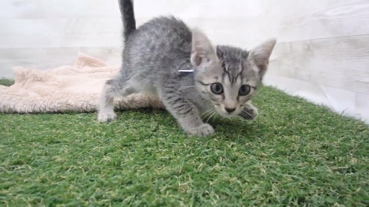 00583765 エジプシャンマウ