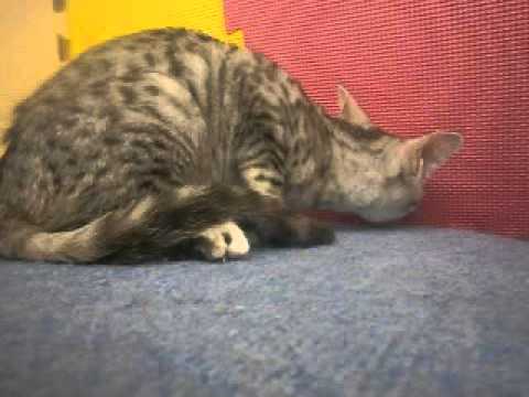 ペットショップCOO&RIKU　270921　オシキャット