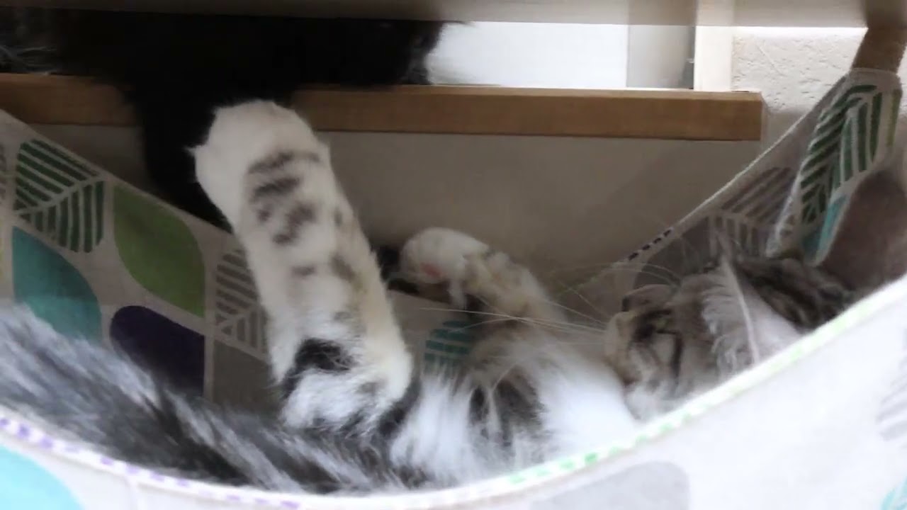 漆黒のブラックのメインクーン子猫