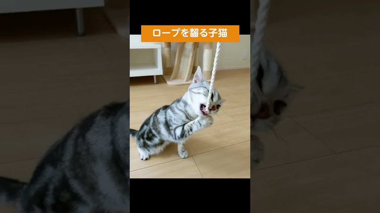 ひたすらロープを齧る子猫【アメリカンショートヘアー】  #shorts #こねこ #ねこ