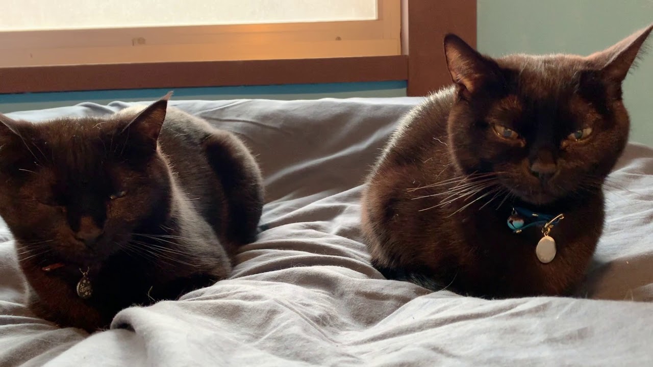 4匹の黒猫ボンベイファミリー☆眠そうな顔がおもしろい！☆にぎやかな1日☆