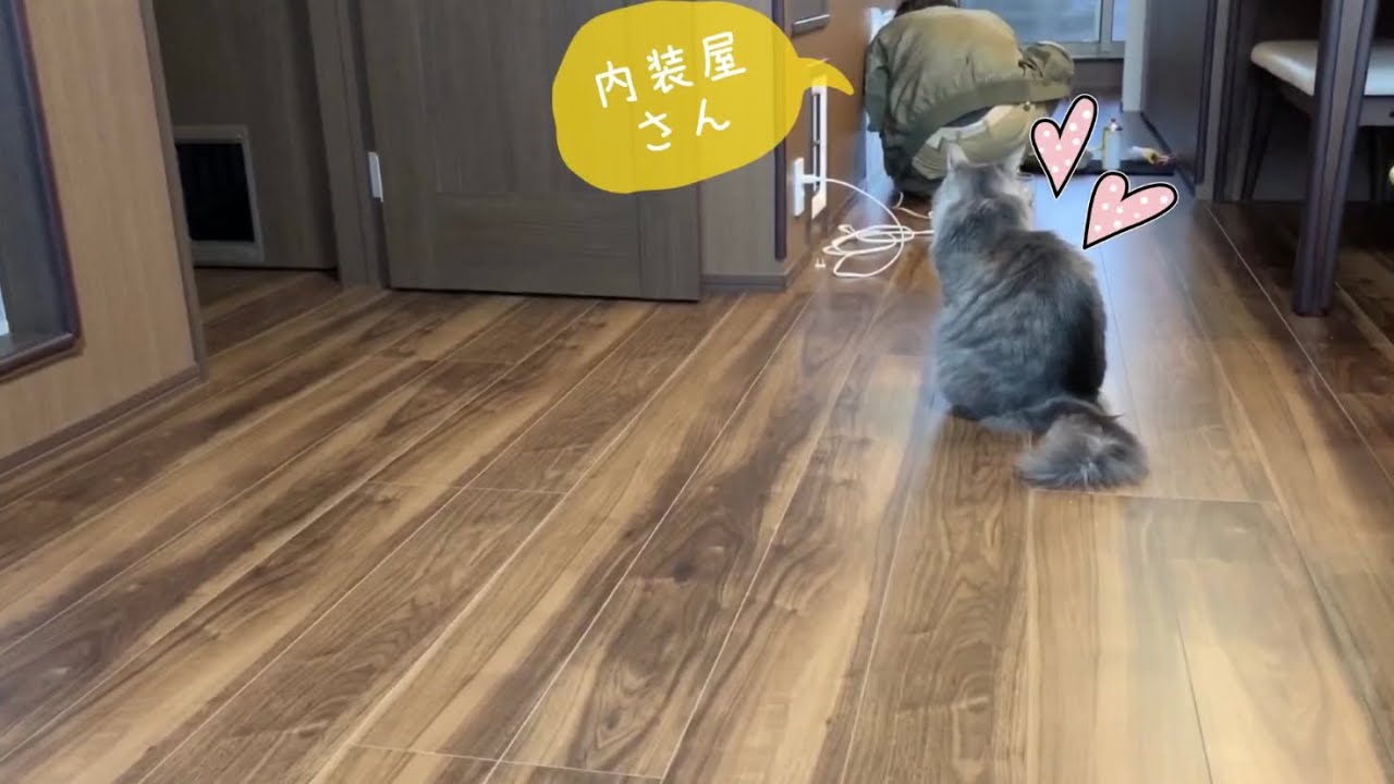 内装業者に迷惑をかける猫　ノルウェージャンフォレストキャット　Cats that bother interior decorators