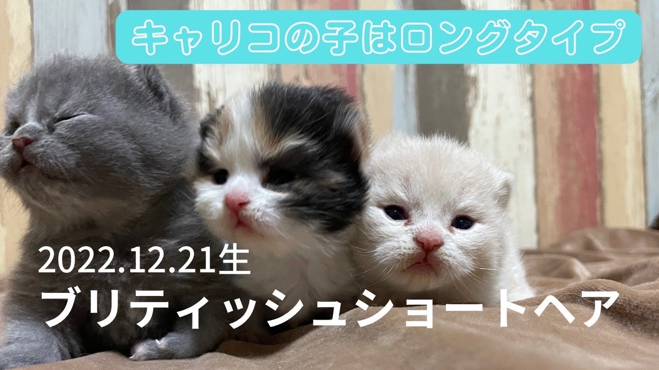 【ブリティッシュショートヘア子猫】2022.12.21に生まれた子猫たち