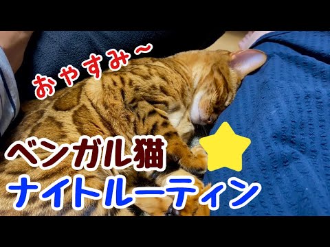 【癒されたい方に】ベンガル猫の可愛すぎるナイトルーティン