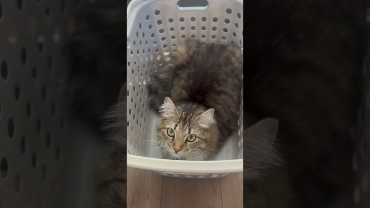 【サイベリアン子猫】カメラ目線からの...😁