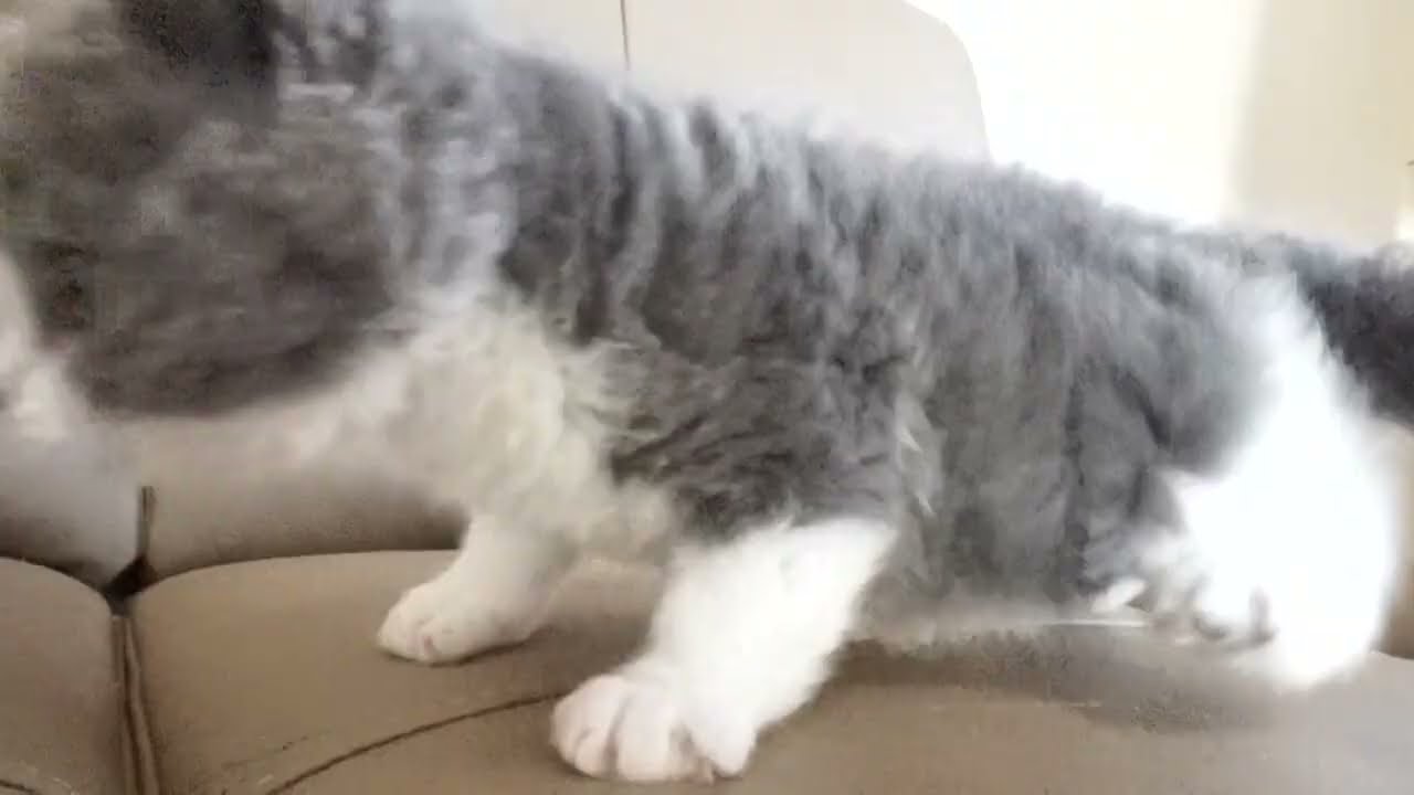 セルカークレックス子猫　2022.9.30産まれ 　ブルー＆ホワイト　女の子　シーダキャット猫のお店　Selkirk Rex