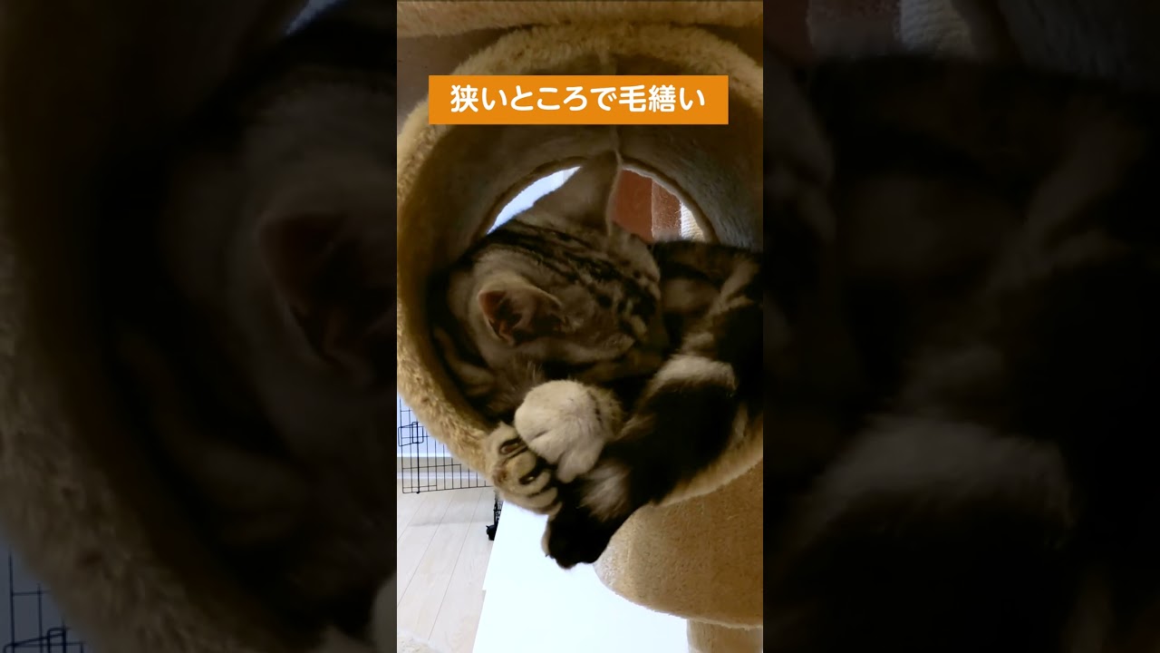 自分のしっぽが気になる子猫【アメリカンショートヘアー】 #shorts #ねこのいる生活 #ねこ