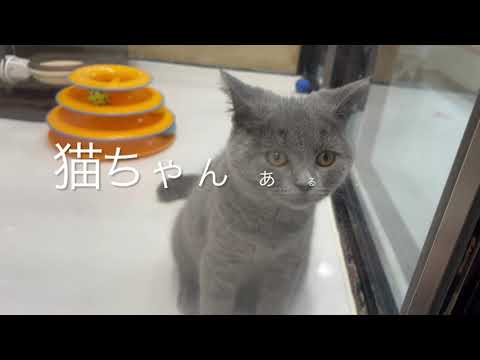 猫ちゃんあるある、ブリティッシュショートヘア