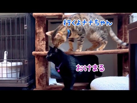 隠し撮りしたら悪巧みをしている猫がいました（実家2日目の夜）