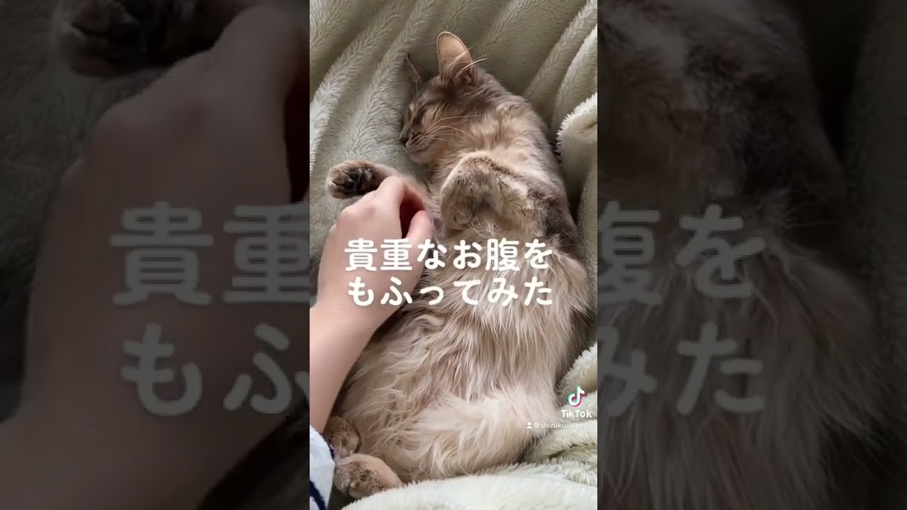 gorgeous?glamorous?anyway, i can't but touch it.#猫 #cat #ソマリ #somali