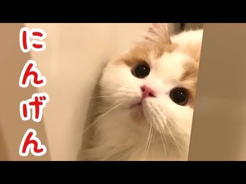 人間みたいな行動をする子猫が可愛い！【スコティッシュフォールド】
