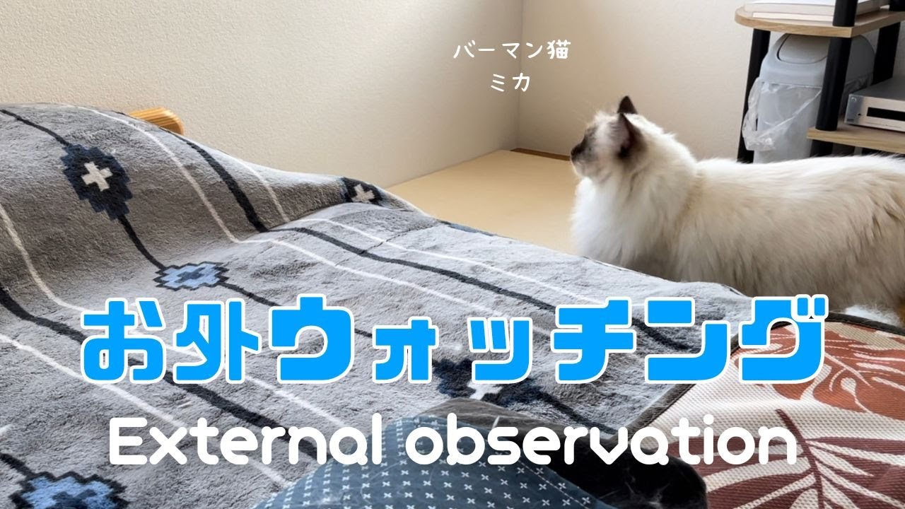 バーマン猫ミカ【お外ウォッチング】External observation（バーマン猫）Birman/Cat