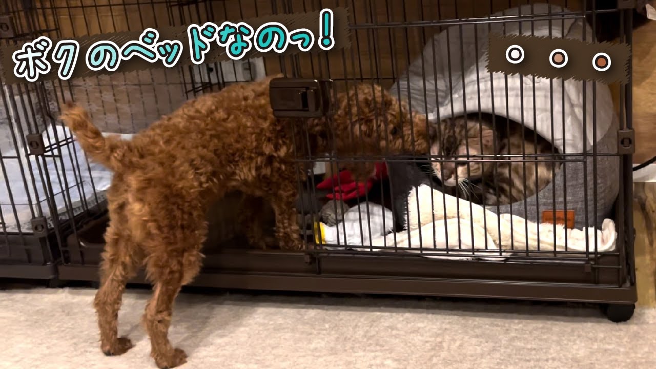 トイプードルのベッドを横取りするベンガル猫 -Bengal cat using a toy poodle bed-